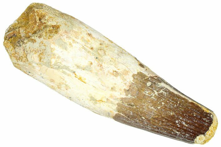 Real Fossil Spinosaurus Tooth - Feeding Worn Tip #365660